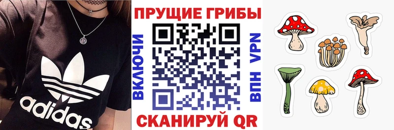 Галлюциногенные грибы Psilocybine cubensis Стародуб