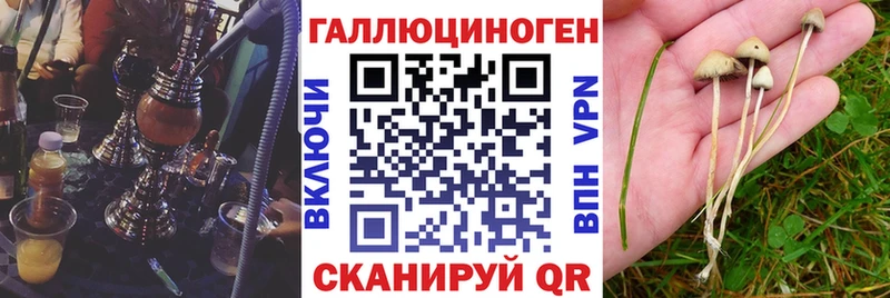Галлюциногенные грибы Psilocybine cubensis Стародуб